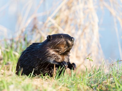Find the Beaver